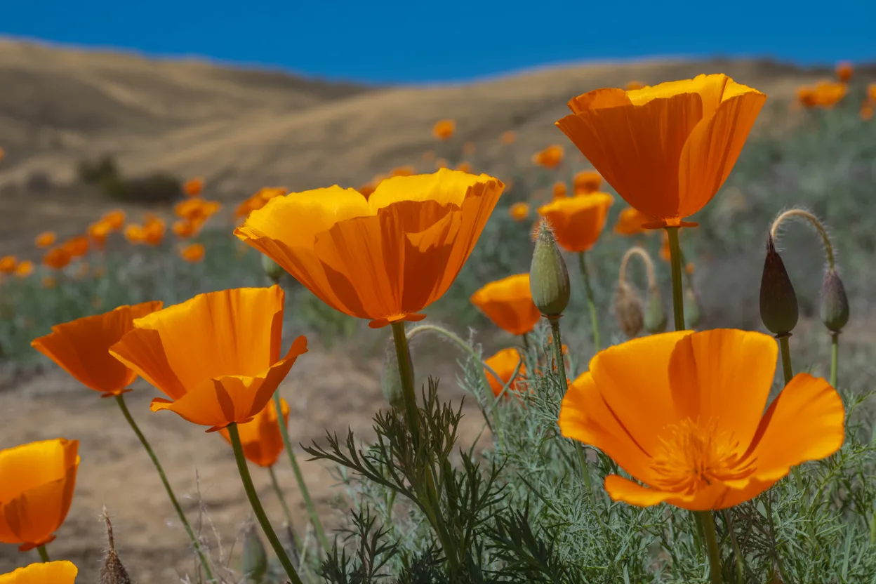 California poppies in bloom